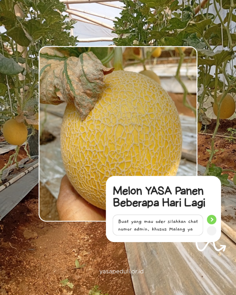Buah melon YASA yang tumbuh di area budidaya menjelang panen.